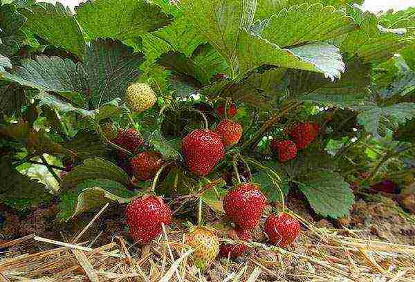 planting and caring for remontant strawberries in the open field