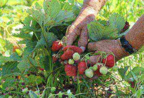 planting and caring for remontant strawberries in the open field