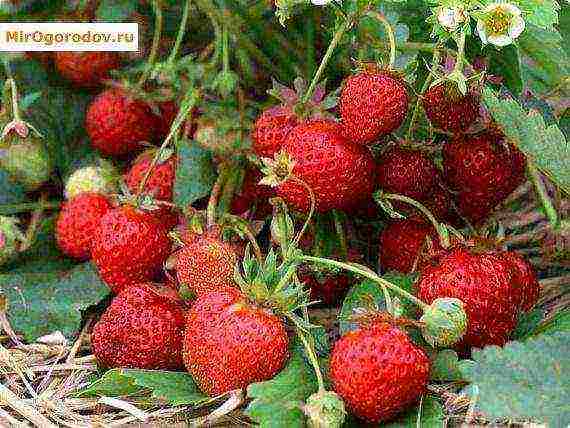 planting and caring for remontant strawberries in the open field