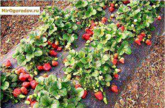 planting and caring for remontant strawberries in the open field