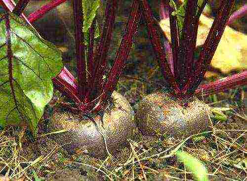 planting and caring for beets in the open field in the suburbs