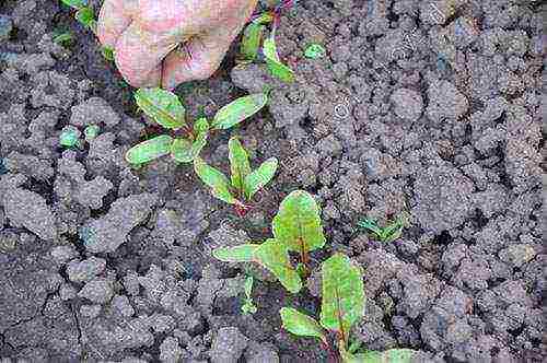 planting and caring for beets in the open field in the suburbs