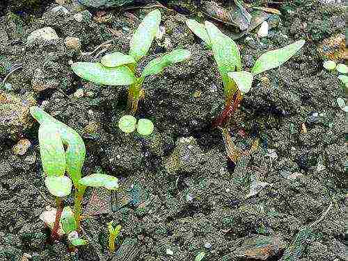 planting and caring for beets in the open field in the suburbs