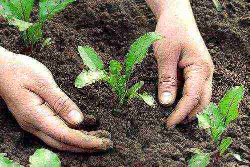 planting and caring for beets in the open field in the suburbs