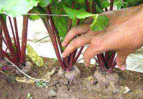 planting and caring for beets in the open field in the suburbs