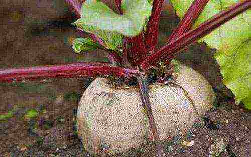 planting and caring for beets in the open field in the suburbs