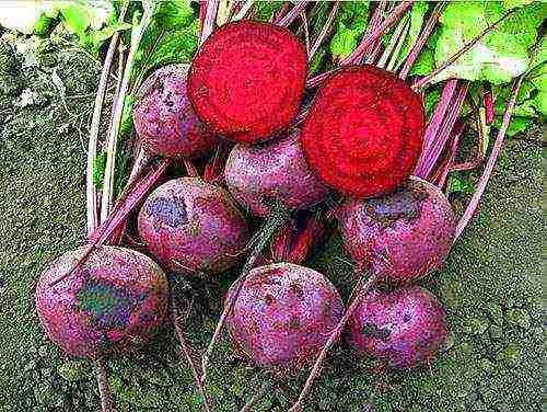 planting and caring for beets in the open field in the suburbs