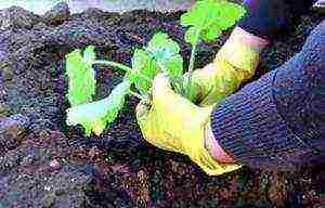 planting zucchini seeds in open ground in the Donetsk region