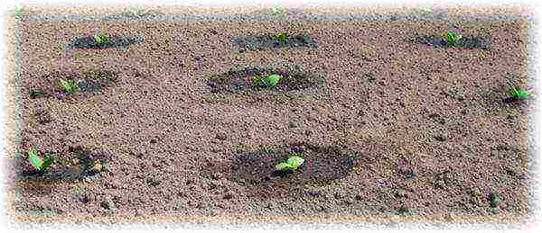 planting zucchini seeds in open ground in the Donetsk region