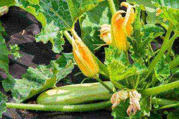 Zucchini is unpretentious in care, zucchini is picky about climatic conditions