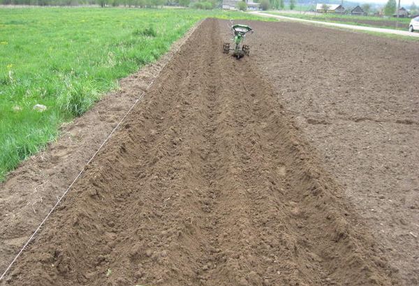 Planting potatoes in the combs by hand