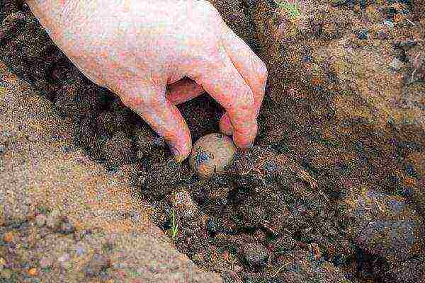 Planting potatoes in the combs by hand