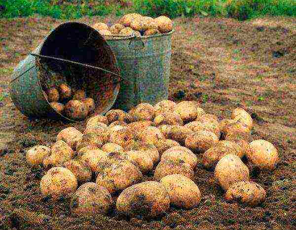 Planting potatoes in the combs by hand