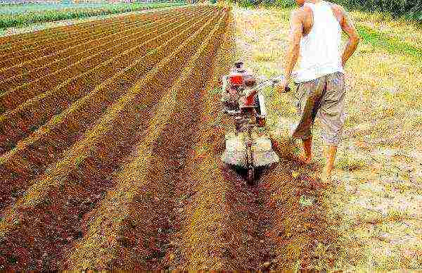 Planting potatoes in the combs by hand