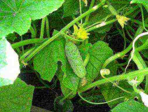 planting cucumbers in August in open ground in the south