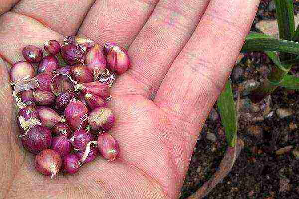 Uzgoj češnjaka iz lukovica neophodan je za višestruko razmnožavanje sorte