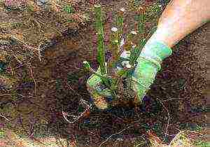 planting a rose with a closed root system in open ground in spring