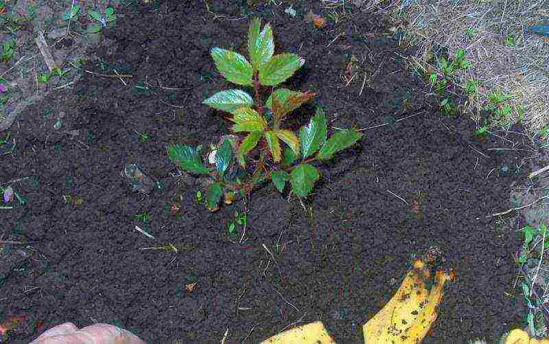 planting a rose with a closed root system in open ground in spring