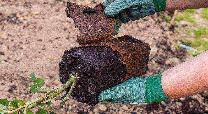 planting a rose with a closed root system in open ground in spring