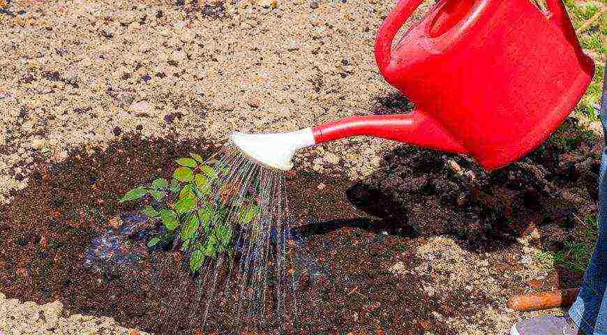 planting a rose with a closed root system in open ground in spring