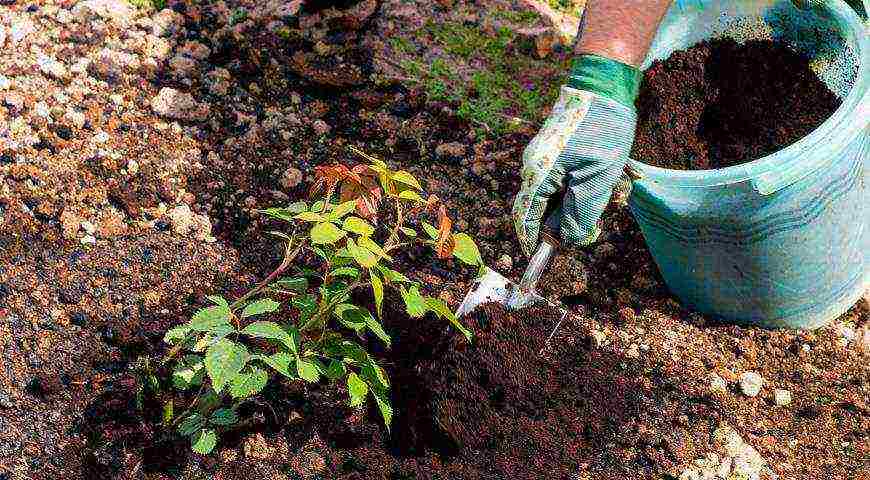 planting a rose with a closed root system in open ground in spring