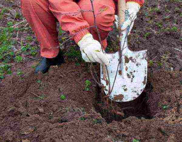 Cherry grows best in loam or sandy loam soils, loves sunny and lighted areas