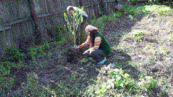 Planting a peach seedling in August