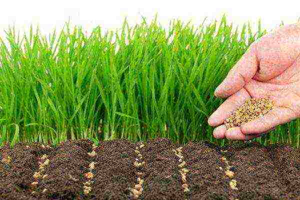 Planting green manure