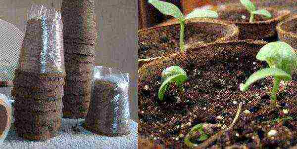 Growing marrow seedlings in peat pots