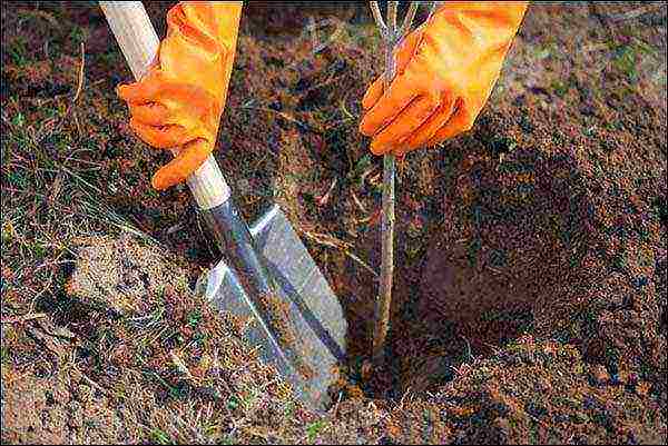 The seedling is placed in a hole so that the root collar is 3-5 centimeters above ground level, tied to a support stake