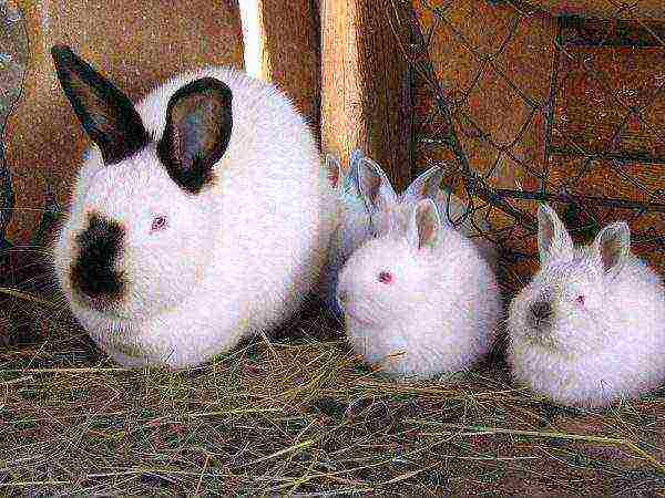 California rabbit with offspring