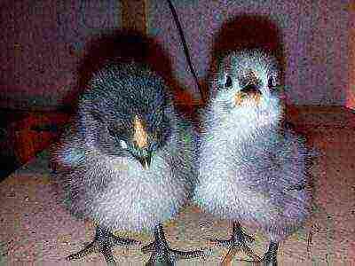 orpington chicks