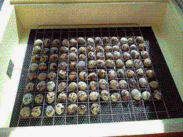 Quail eggs in an incubator