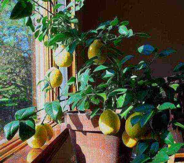 During flowering and fruiting, Mayer's lemon should be fed