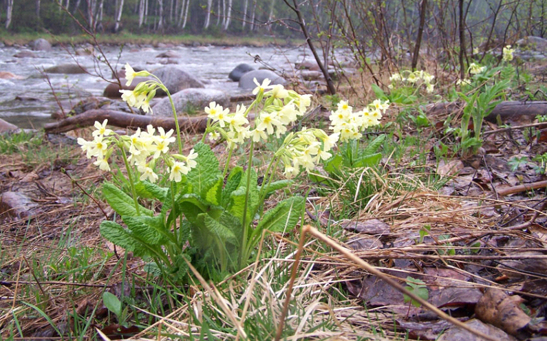 pagtatanim ng primrose at pag-aalaga sa labas ng siberia