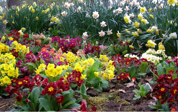 primrose planting and care outdoors in siberia