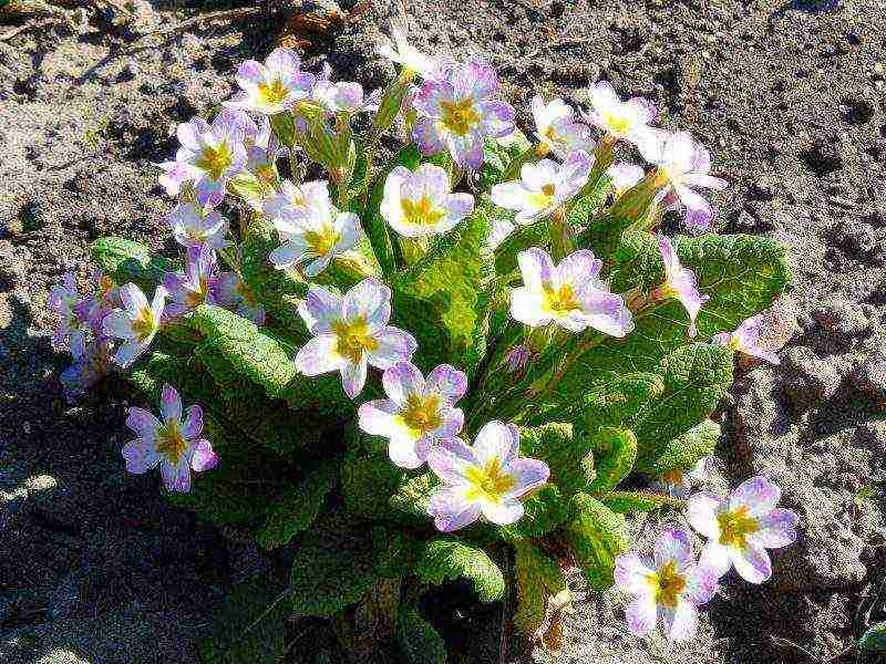 pagtatanim ng primrose at pag-aalaga sa labas ng siberia