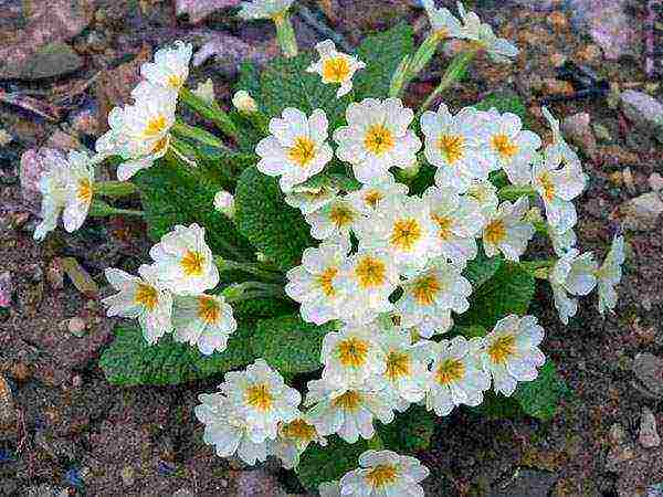 pagtatanim ng primrose at pag-aalaga sa labas ng siberia