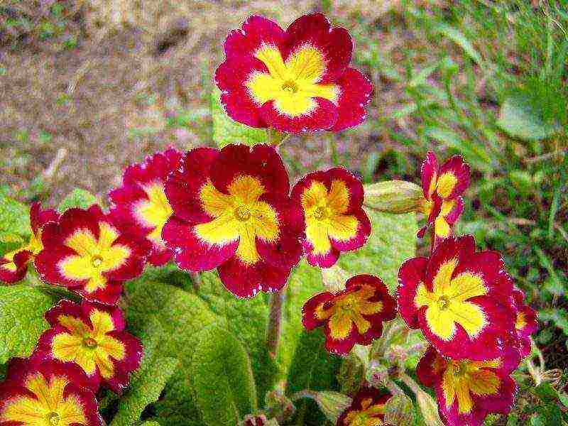 primrose planting and care outdoors in siberia