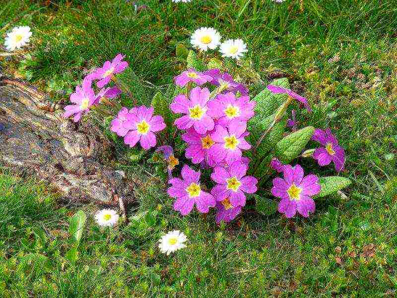 pagtatanim ng primrose at pag-aalaga sa labas ng siberia