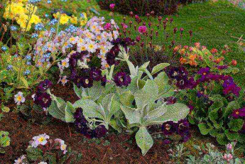 pagtatanim ng primrose at pag-aalaga sa labas ng siberia