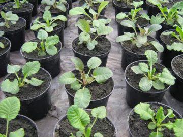 primrose planting and care outdoors in siberia