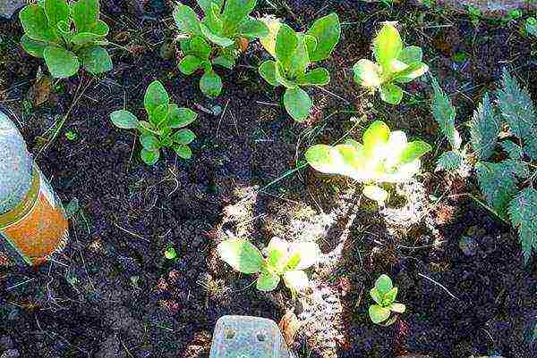 primrose planting and care outdoors in siberia