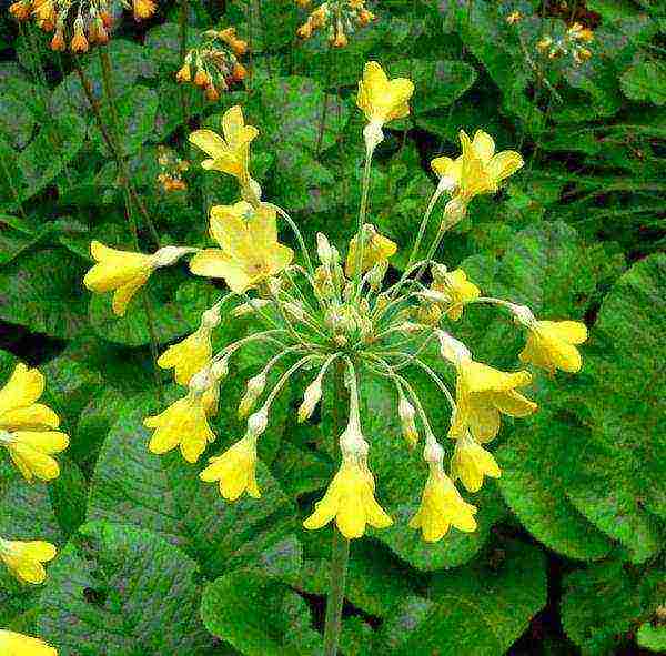 pagtatanim ng primrose at pag-aalaga sa labas ng siberia