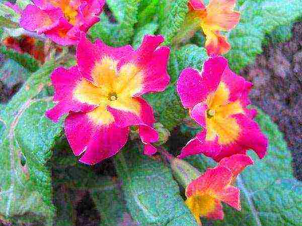 primrose planting and care outdoors in siberia