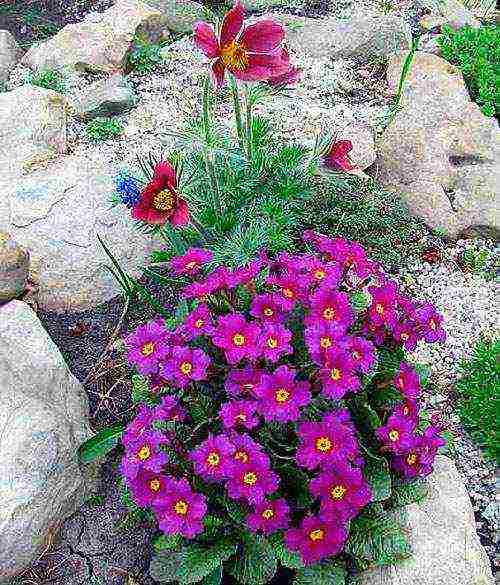 pagtatanim ng primrose at pag-aalaga sa labas ng siberia