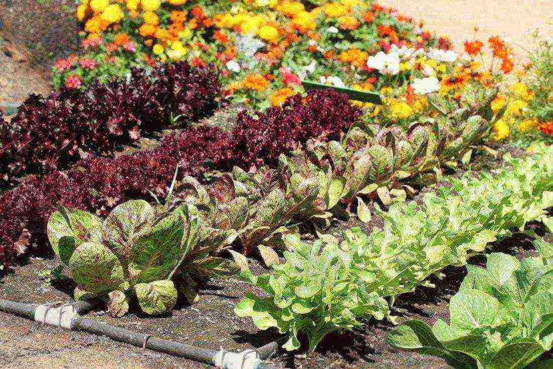 give examples of plants grown in a garden or vegetable garden