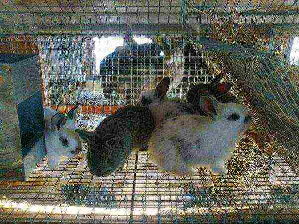 Little rabbits in a cage