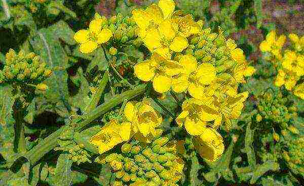 Mustard is used against wireworm