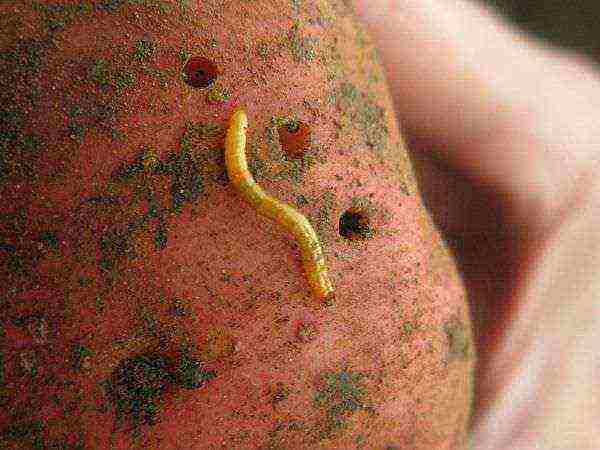 When struck by a wireworm, the presentation of the potato is immediately lost